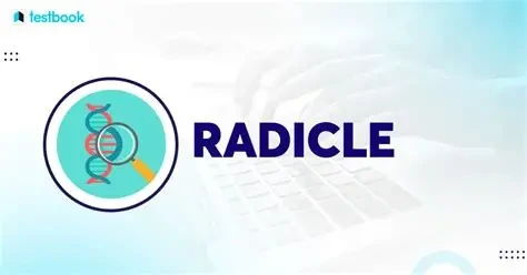  Radicle：去中心化代码协作平台的区块链革命